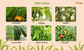 Seasonal Crop Tips